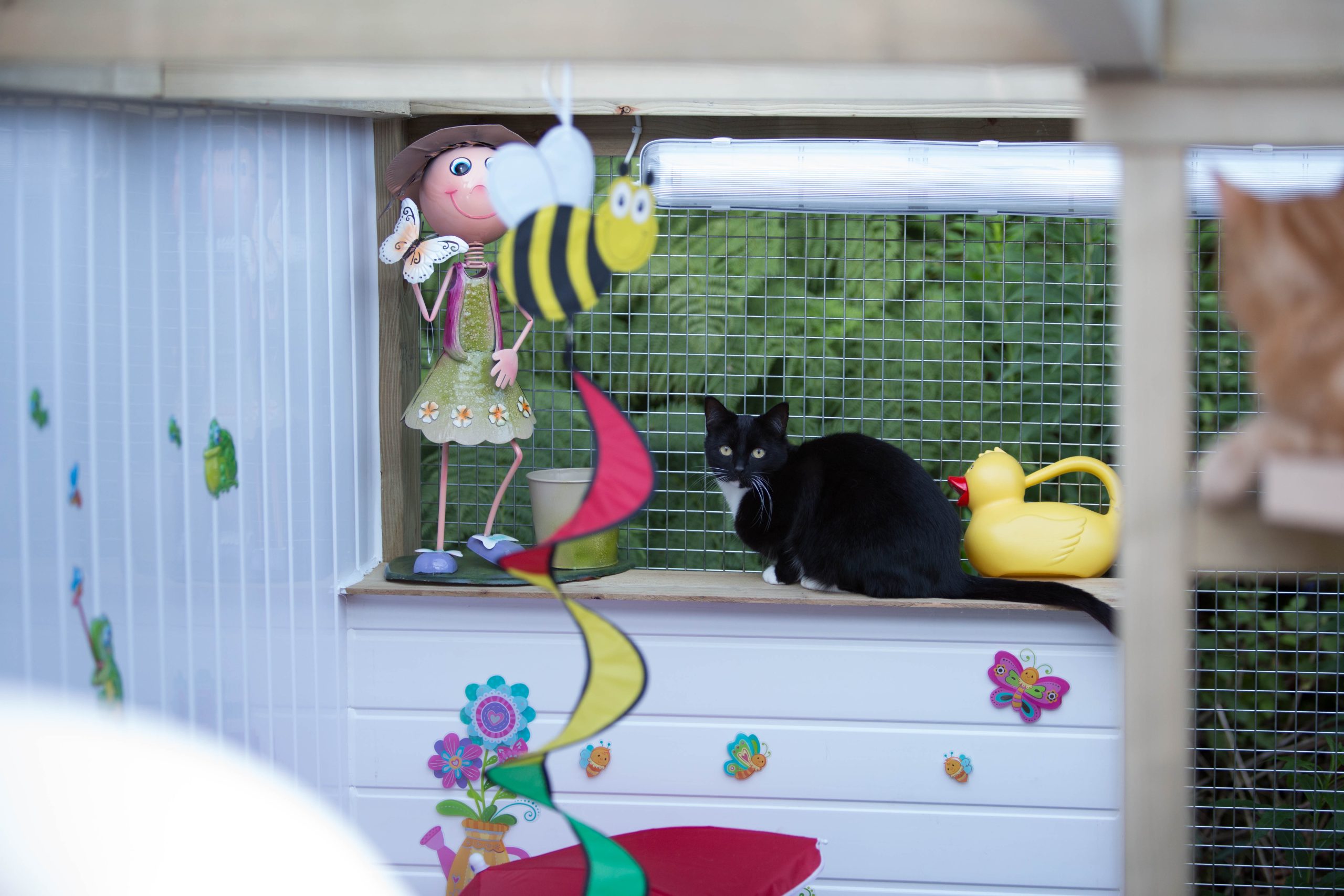 VALLEYCATS 205 Scaled