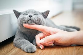 cat chin scratch