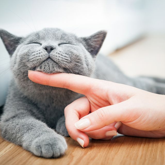 cat chin scratch