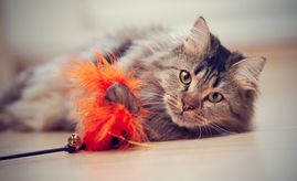 cat playing with toy