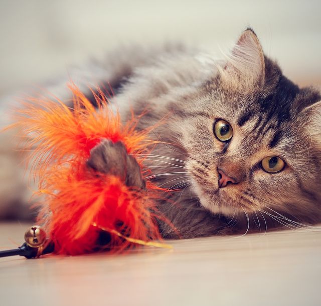 cat playing with toy