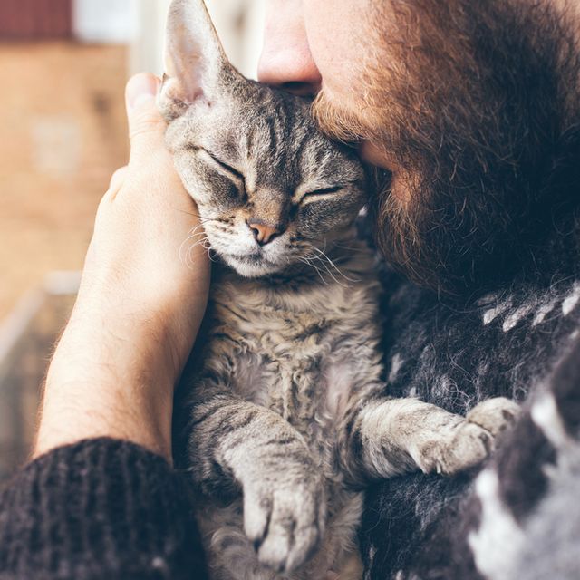 cat getting a cuddle