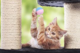 cat playing on scratching post