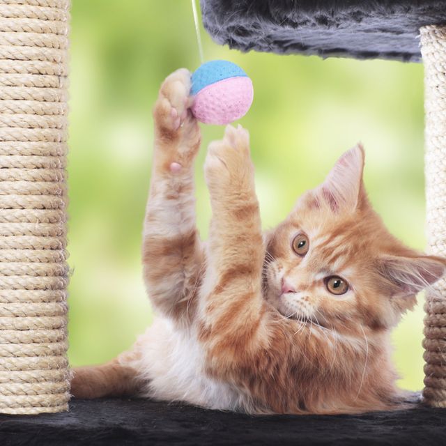 cat playing on scratching post